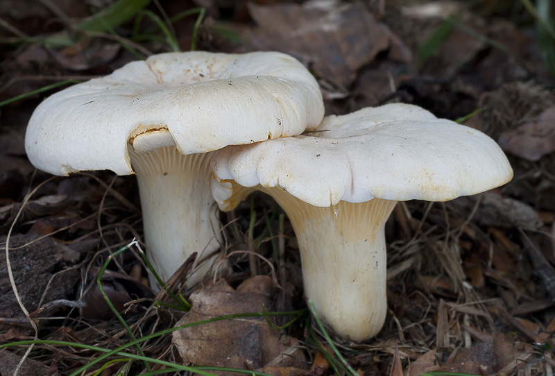 Cantharellus pallens